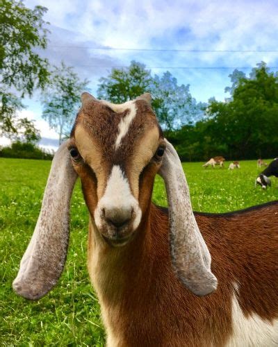 Retained is when the placenta is in the uterus with the cervic closing. The Busy Homesteaders Goat Management Binder | Raising ...