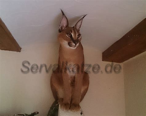 I had so much trouble uploading this picture. serval,servalkatze,servalcat