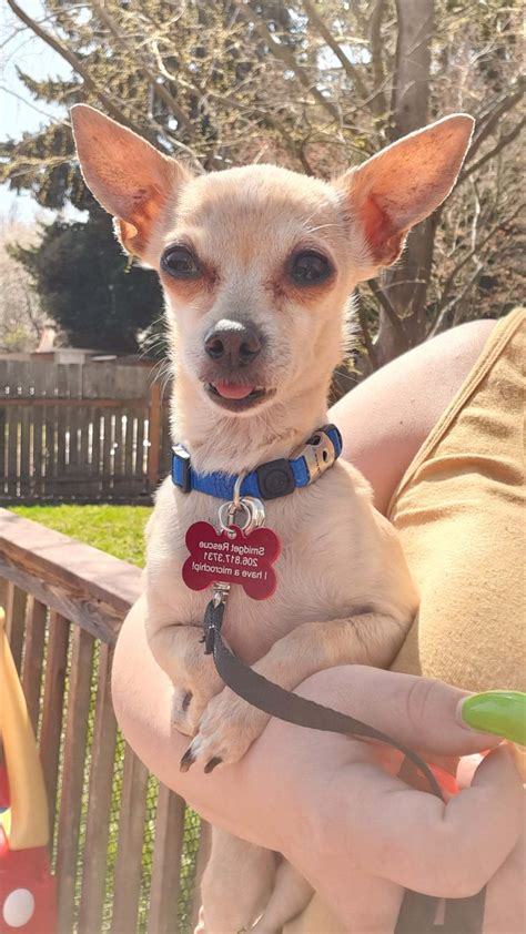 On the street of oak park avenue and street number is 9401. Dog for adoption - Priya, a Chihuahua in Covington, WA ...