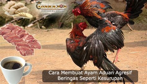 Taruh beras dalam panci, tuangi air dan masak dengan api sedang hingga beras pecah. Seperti Kesurupan! Cara Membuat Ayam Bangkok Aduan Super ...