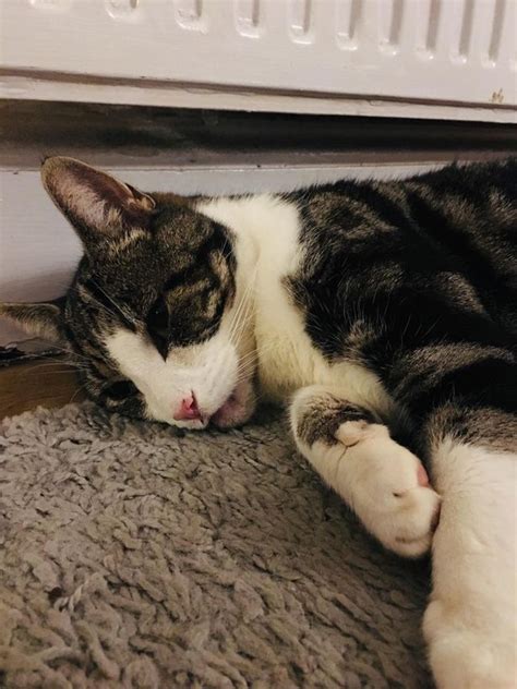 Terkadang sulit untuk membedakan kucing yang sedang tertidur atau yang sudah mati. Gambar: Triangle News