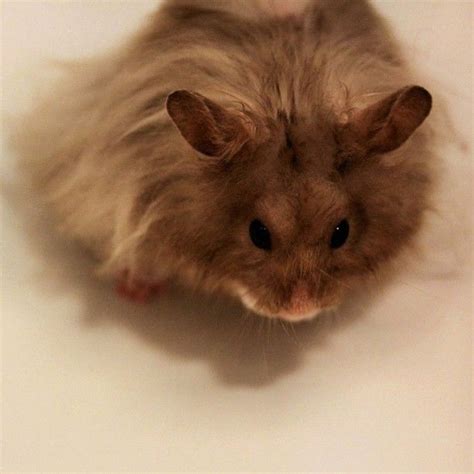 He came to me very gentle but very scared of people. Long Haired Syrian Hamster Brown And White