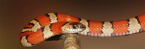 Our pinellas pest control company looks forward to assisting you with your pest control treatment. Common Snakes Found in SWFL | Alford Wildlife And Pest ...