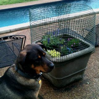 Plant a few of these throughout the garden. Keep dogs from digging up potted plants! Temporary fencing ...