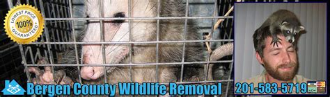 Wildlife removal damage repair & prevention. Bergen County Animal Removal, Wildlife Control ...