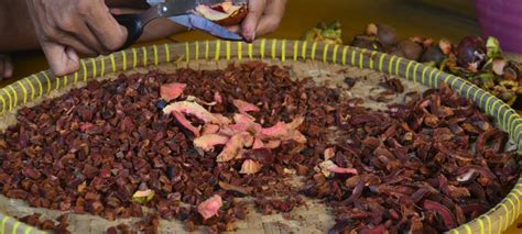 Dijual di toko obat dan penyiapan ekstrak kulit buah manggis dari sampel sirup. Kopi Manggis, Kopinya Penderita Beser - Cahaya Pena