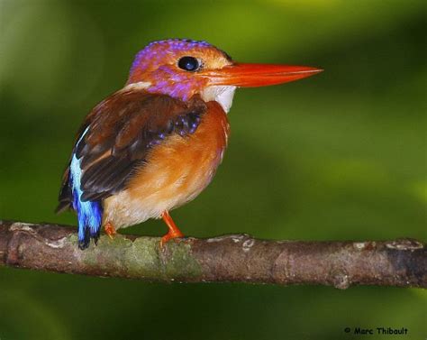The species has numerous common names such as celebes. Sulawesi Dwarf Kingfisher Ceyx fallax Adult