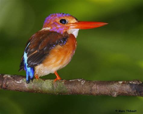 The sulawesi dwarf kingfisher (ceyx fallax) is a species of bird in the family alcedinidae that is endemic to sulawesi island, indonesia. Sulawesi Dwarf Kingfisher Ceyx fallax Adult