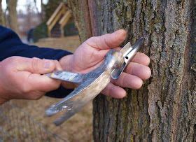 If you plan to sell any, however, many states have very precise requirements. Maple Syrup, making maple syrup, and history of sugaring ...