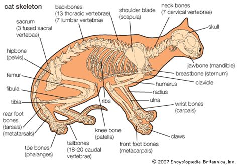 They walk directly on their toes, with the bones of their feet making up the. Anatomy of a House Cat | cat: anatomy -- Kids Encyclopedia ...