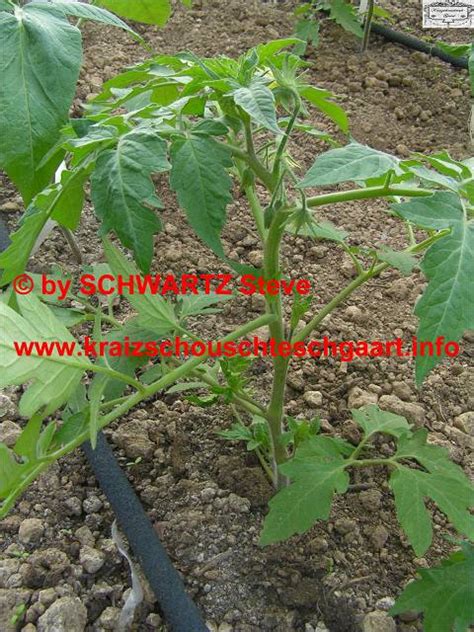 Werden die jungen triebe von tomaten nicht regelmäßig entfernt, steckt die pflanze doch wie geizt man tomaten richtig aus? tomaten_ausgeizen