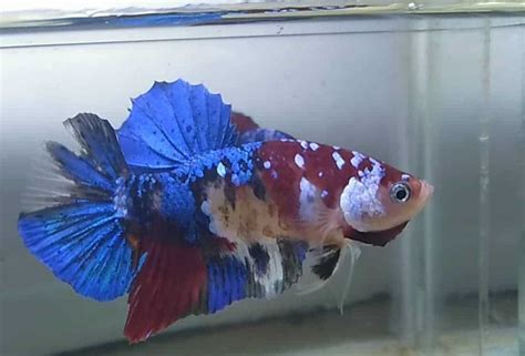 However, keeping betta fishes in smaller fish tanks can prove to be unhealthy for them. Galaxy Koi Betta For Sale - Betta fish for sale