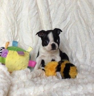 Bostons are generally eager to please their owner and can be. Boston Terrier Puppies For Sale | Colorado Springs, CO #279359