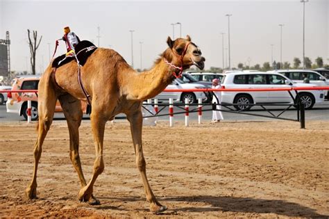 The dubai camel racing club, a wonderful and exciting experience is located along the al ain road, in al marmoom dubai. Dubai Day Tours Free Things to Do in Dubai | Cheap Things ...