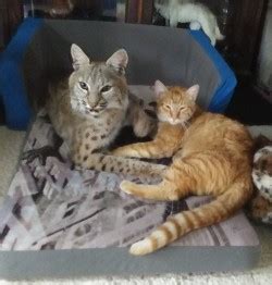 Owning a bobcat can be a gratifying experience, but it requires a lifetime commitment to responsible ownership. Male Bobcats for Sale