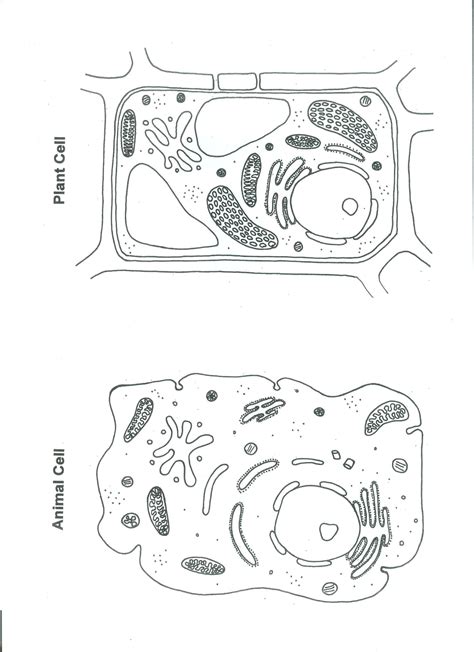 Plant and animal cells for kids. Pin on Science {life - animals & plants}