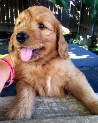 However, free goldendoodle dogs and puppies are a rarity as rescues usually charge a small adoption fee to cover their expenses (usually less than $200). Adorable Goldendoodle puppies for Sale in Carlsbad ...