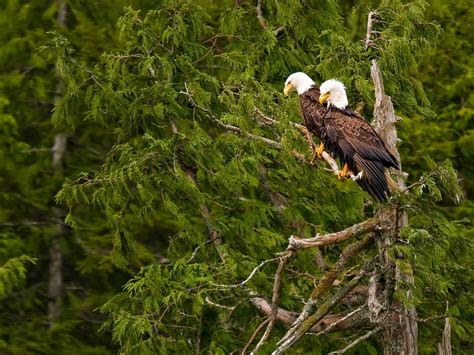 Eagle's view is an upscale luxury cabin offering everything one could need, making it feel like a home away from home. Eagle Mountain Sanctuary, a 30,000-square-foot aviary that ...