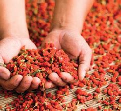 Goji berry adalah nama lain wolfberry. Young Living Essential Oils