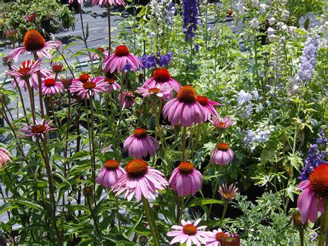 Maybe you would like to learn more about one of these? Moody's Nursery in Saco, Maine - GARDEN CENTER