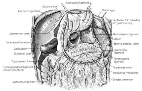 The gastrosplenic and splenorenal ligaments form the left lateral margin of the lesser sac and convey blood vessels, nerves, and lymphatics to the spleen. Lesser Sac Borders - Dynamic Radiology - Barnard Health Care