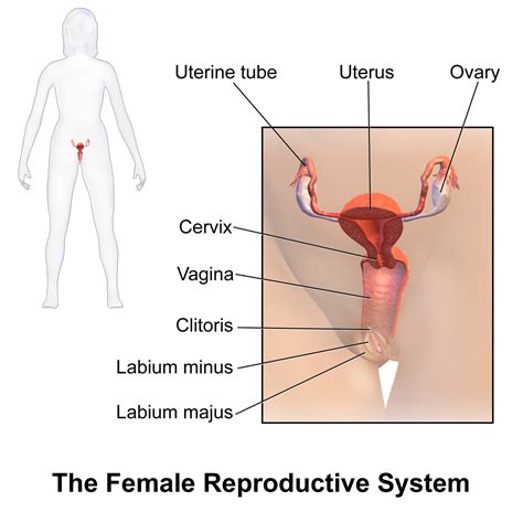 It is made up of many different parts. Female reproductive system - Wikipedia