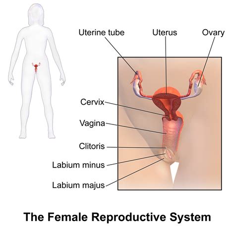 The wikimedia human body diagrams is a collection of images whose main purpose is to provide a way of explaining medical conditions and other phenomena. Female reproductive system - Wikipedia