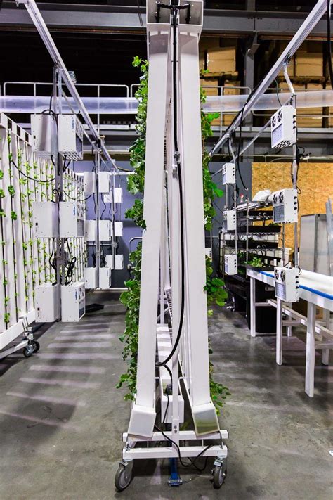 Simply put, grow lights are electric lamps used as a sunlight substitute for indoor plant growth. Indoor Growing Equipment - LightRail® Light Movers