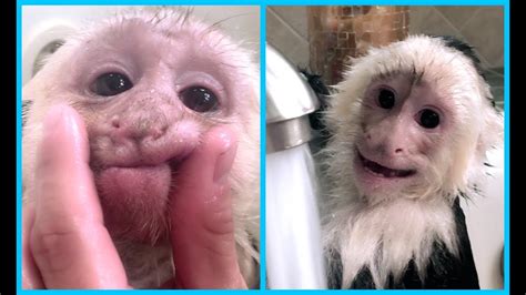 Monkeyhappy's big brother boo is always there for him. Capuchin Monkeys get BATH! HILARIOUS! - YouTube