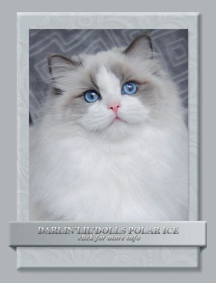 We hope that after reading our website you will have a greater appreciation. DARLIN'LIL'DOLLS. RAGDOLL KITTEN BREEDER. OTTAWA, ONTARIO ...