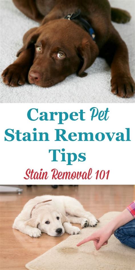 Food junk stains could not be easily removed. Carpet Pet Stain Removal Tips | Pet stains, House cleaning ...