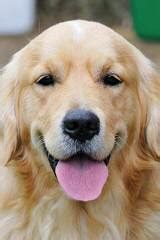 A small breeding program set out to improve the quality of english golden retrievers. Dog Breeders in Washington / Puppies For Sale in Washington