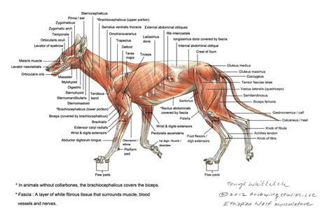 The movements your muscles make are coordinated and controlled by the brain. Pix For > Wolf Skeleton Diagram | Анатомия животных ...