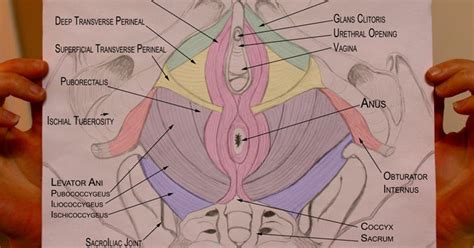 This article looks at female body parts and their functions, and it provides an interactive the hymen can rupture as a result of pelvic injury, sports activity, pelvic examination, sexual intercourse, or childbirth. Pelvic Health and Alignment : Pelvic Floor Muscles and ...