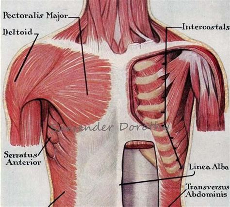 Learn about torso pictures anatomy muscles with free interactive flashcards. Muscles Trunk Torso Anterior Human Anatomy Vintage Medical ...