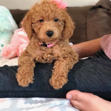 All of our dogs and their puppies are our pets and labradoodles of long island treat them as such. Teacup Labradoodles - Precious Doodle Dogs - Teacup ...