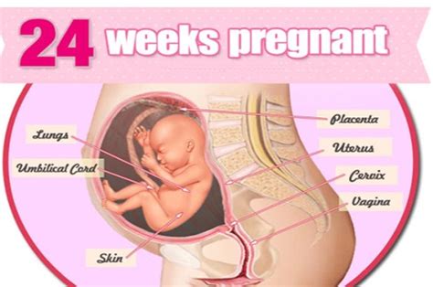 Tidak strees atau cemas berlebihan akan kehamilan tersebut, strees dan cemas berlebihan akan membuat tubuh tidak merespon obatnya. Gambar Janin Usia 6 Bulan Dalam Kandungan - Tempat Berbagi ...