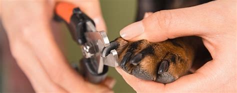 Here's some expert advice from a veterinarian. Why Is Your Dog Biting His Nails? It Might Be Infection Or ...