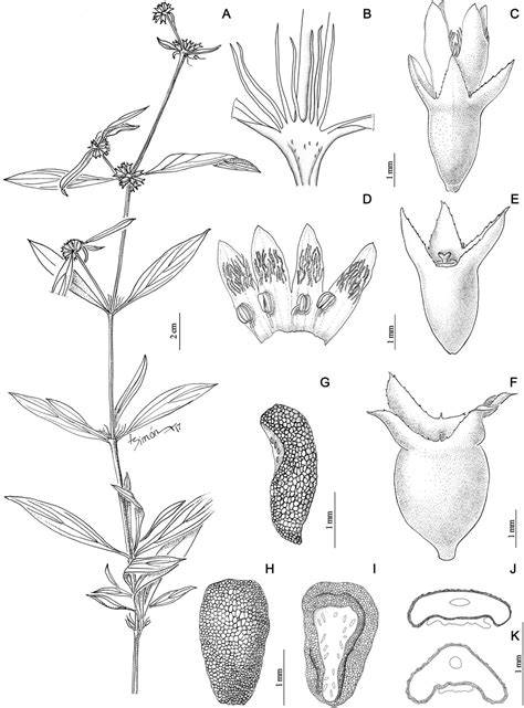 The cindy margurita strawberry and basal : The Cindy Margurita Strawberry And Basal - Http Ufdcimages ...