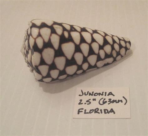 Scaphella junonia of giant sizes for shell collections, junonia shell from florida sanibel island, large size 127mm, 118mm available for home. Volute Junonia Shell, 2.5 inch or 63mm, Florida