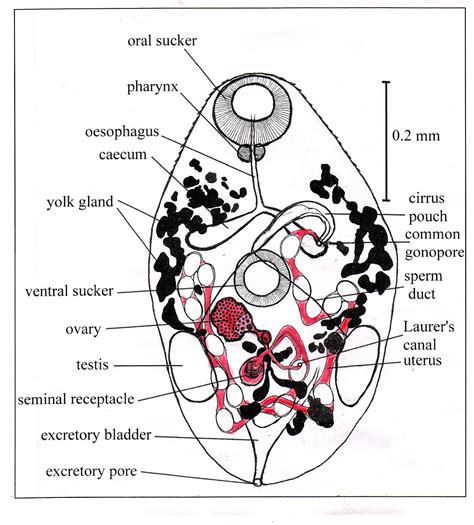 Although each infection is caused by different species of flukes, they. Cacing pipih, Platyhelminthes - Salty Light