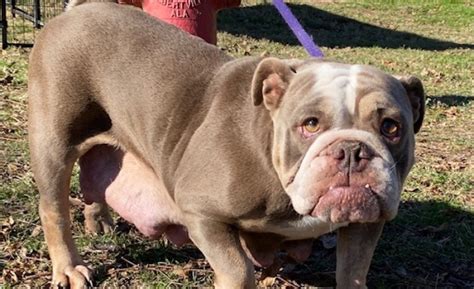 Please visit our rescue link to learn more about rescued bulldogs in the dfw area. Ruby | Lone Star Bulldog Club Rescue