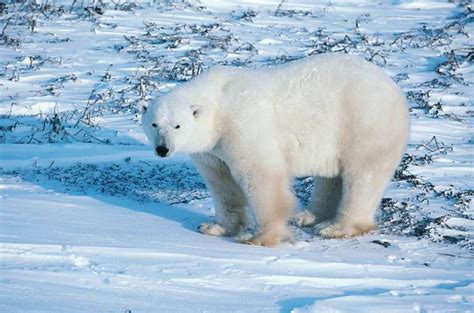 Cette vidéo d'un ours polaire cherchant de la nourriture fait le tour du monde. L' OURS POLAIRE - Le blog de Planisphère