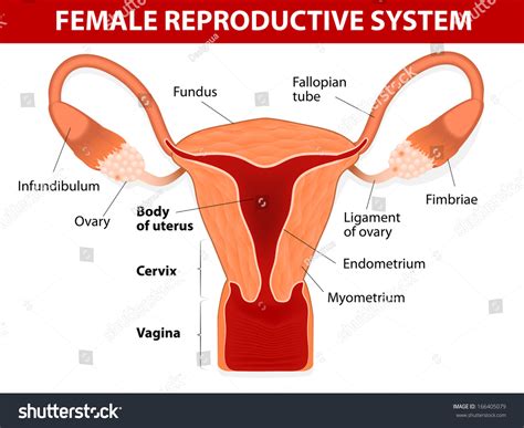 Guide to the female body: Human Anatomy Female Reproductive System Uterus Stock ...
