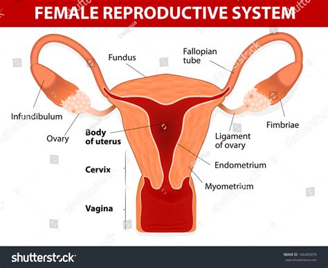 This diagram depicts picture of the female body 744×992 with parts and labels. Human Anatomy Female Reproductive System Uterus Stock ...