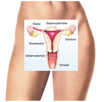 Wie Du Deinen Muttermund beobachten kannst