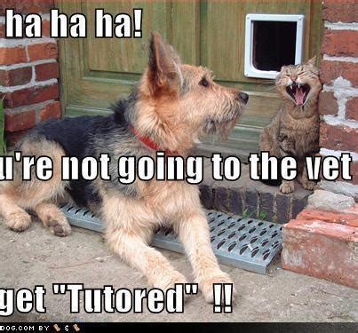 We would like to show you a description here but the site won't allow us. 17 Best images about Cats & Dogs Talk About Spay/Neuter on Pinterest | Mouths, Cats and Funny pics