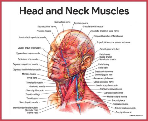 This is a list of muscles tested on in the muscular system. Human Jaw Muscles Anatomy . Human Jaw Muscles Anatomy ...