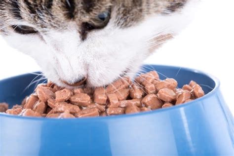 As our database of cat foods evolves, so do our reviews. Best Cheap & Affordable Wet Cat Food Brands | iPetCompanion