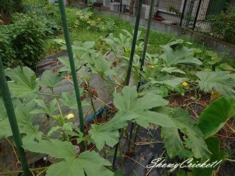 Fukasehatsune miku (album ver.) producer(s). 20,2020 オクラも今年はだめだった(´Å`;;)ﾄﾎﾎｫ･･･ READ MORE